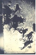 Jacques André Boiffard